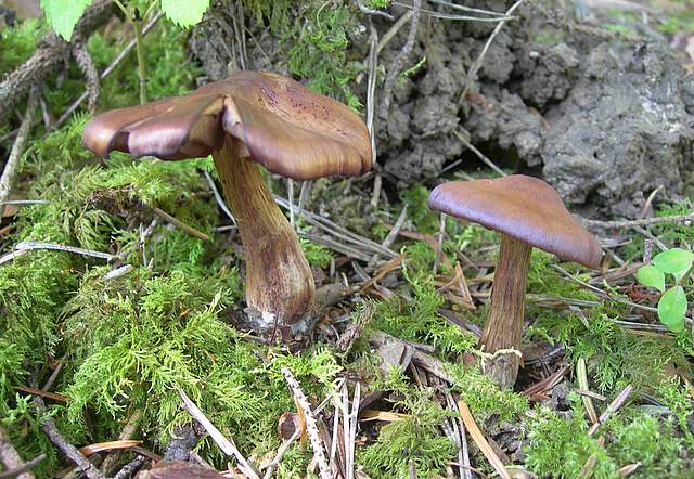 Cortinarius spec. Cod.:2899-07